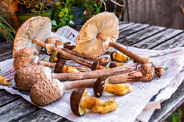 Freshly picked mushrooms lying on newspaper