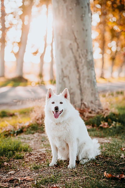 Dog sitting by tree in forest