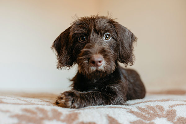 Puppy sitting on bed at home