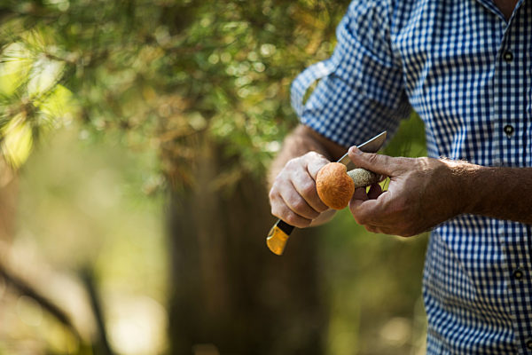 Close-up of man cutting mushroom with knife in forest