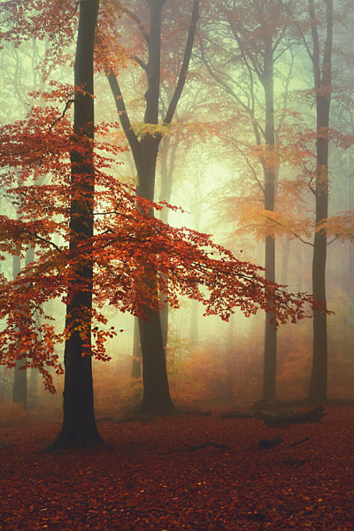Misty autumn forest at dawn