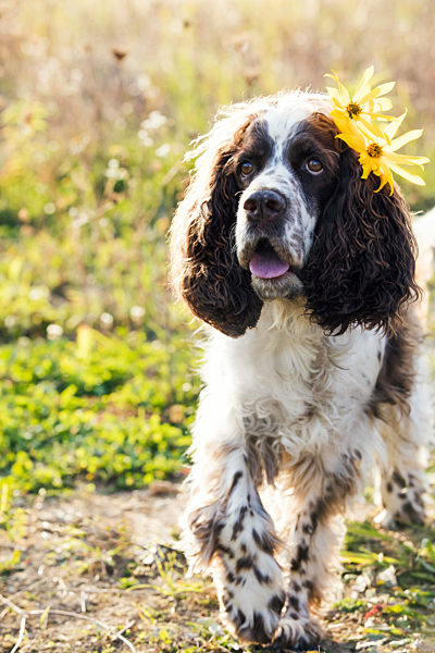 English Springer Spaniel with yellow flowers at park on sunny day