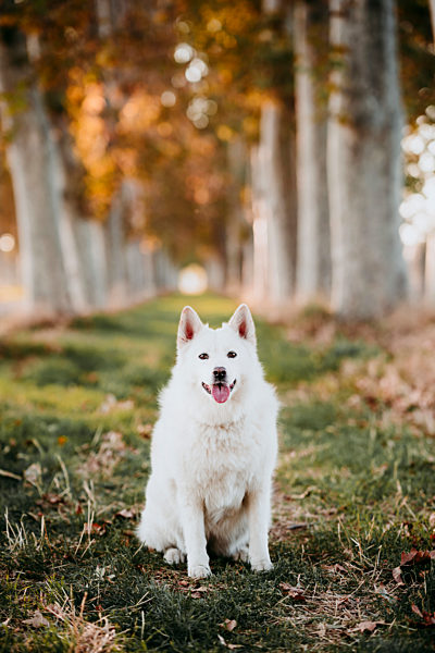 White dog sitting in way covered with trees at forest