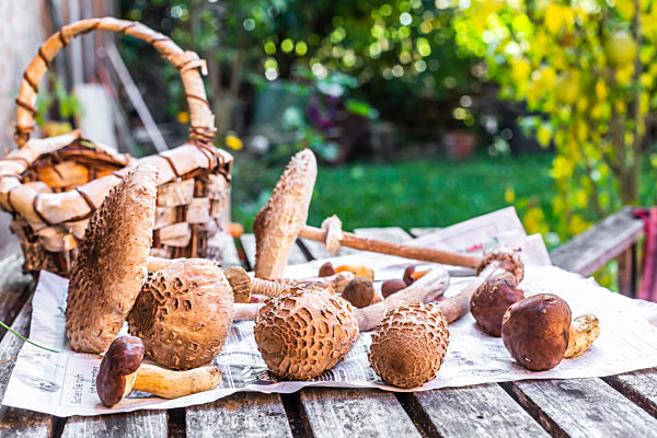 Freshly picked mushrooms lying on newspaper