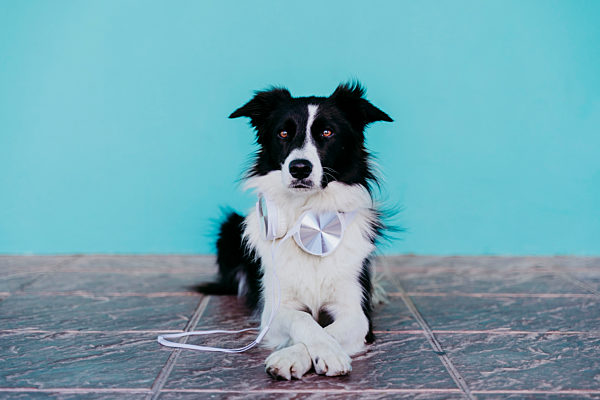 Border Collie with headphones lying on footpath against turquoise wall