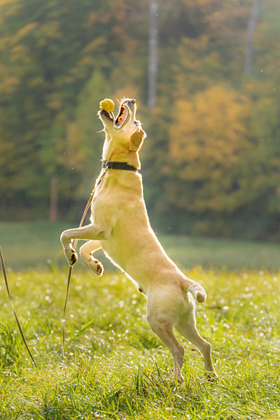 Labrador Retriever catching toy while jumping on grass during autumn