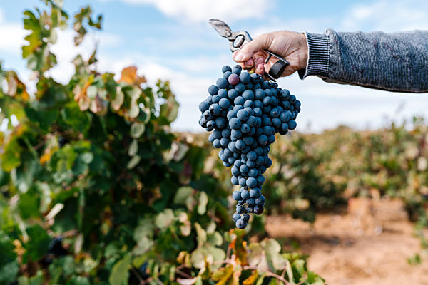 Male farmer's hand holding bunch of grapes and scissor in farm