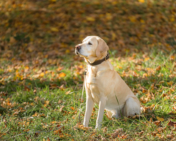 Labrador Retriever in park during autumn