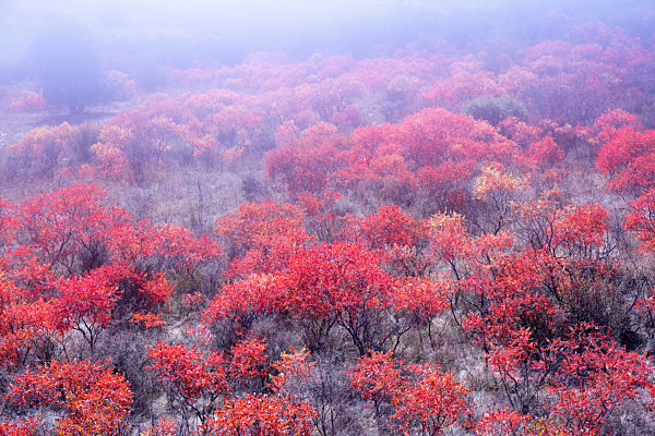 Vibrant red terebinths (Pistacia terebinthus) in autumn