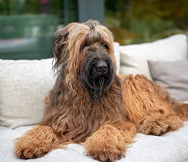 Briard relaxing on sofa at back yard