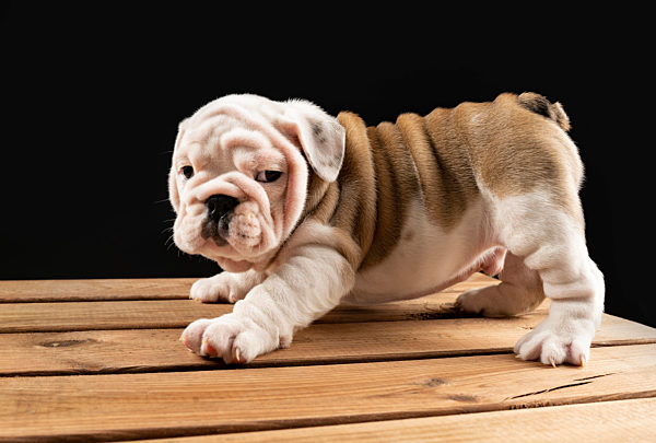 Portrait of English Bulldog puppy