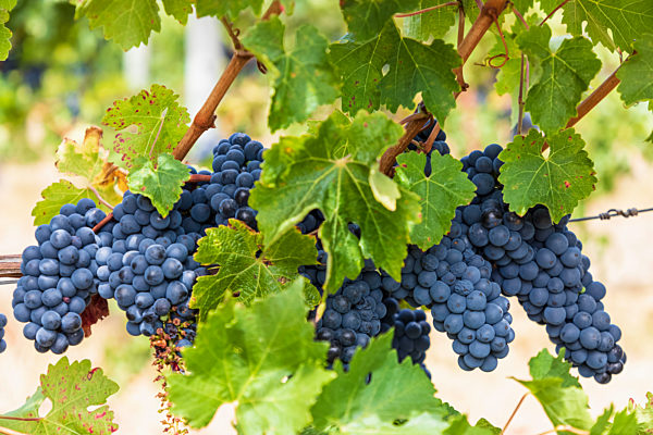 Ripe blue grapes growing in vineyard