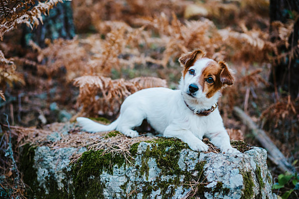 Cute small dog lying on rock in Autumn forest