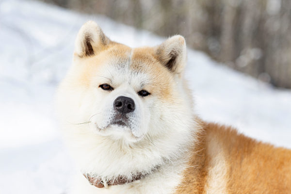 Cute akita dog in winter