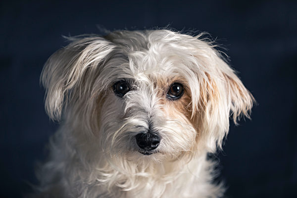 Cute dog against black background