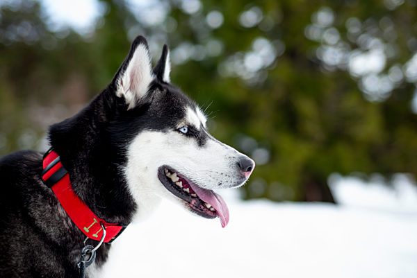 Siberian Husky dog looking away on snow covered field during winter