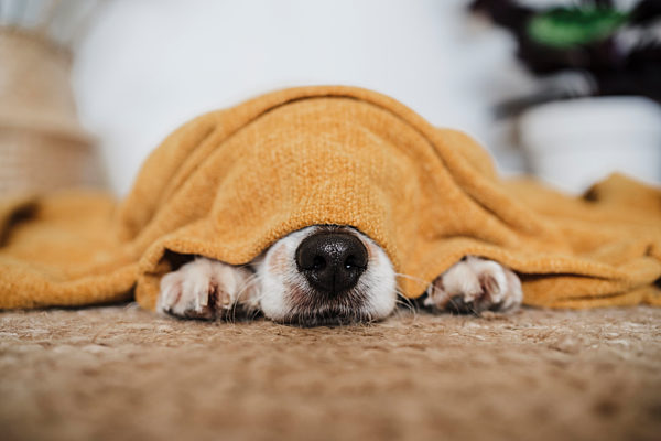 Dog covered in blanket lying on carpet at home