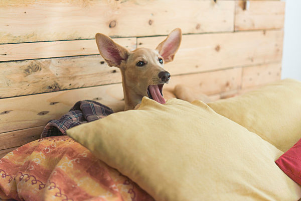 Young Greyhound dog looking away while sitting on bed at home