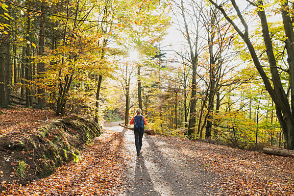 Woman hiking along footpath in autumn beech forest