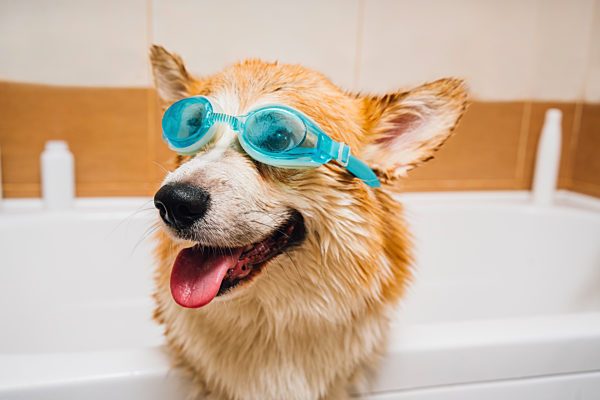 Portrait of Corgi dog wearing swimming goggles standing in bathtub