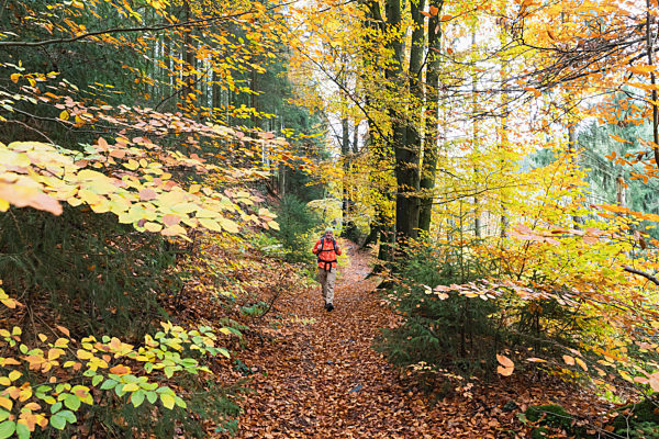 Senior man walking in forest amidst trees during autumn