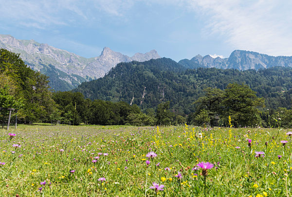 Switzerland, Grisons, Maienfeld, Meadow with Bundner mountains in background