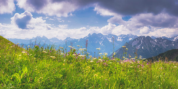 Panorama of alpine meadow in spring