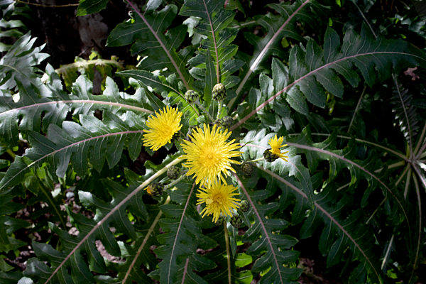Sonchus on sunny day in park