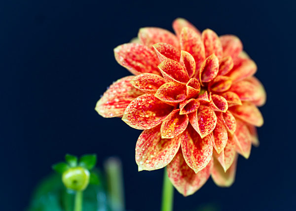 Close up of orange dahlia