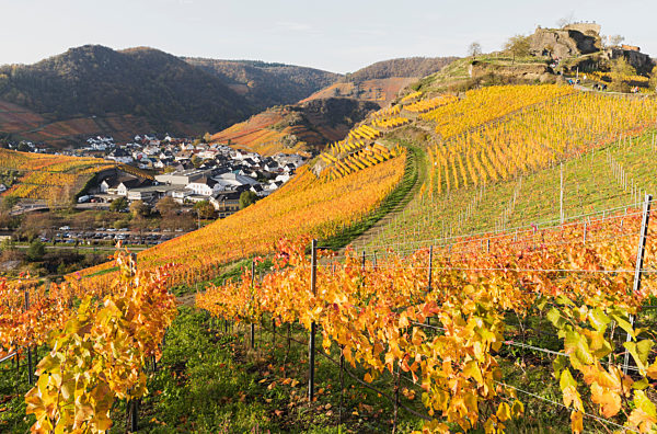 Germany, Rhineland-Palatinate, Mayschoss, Yellow autumn vineyards in Ahr Valley with village in background