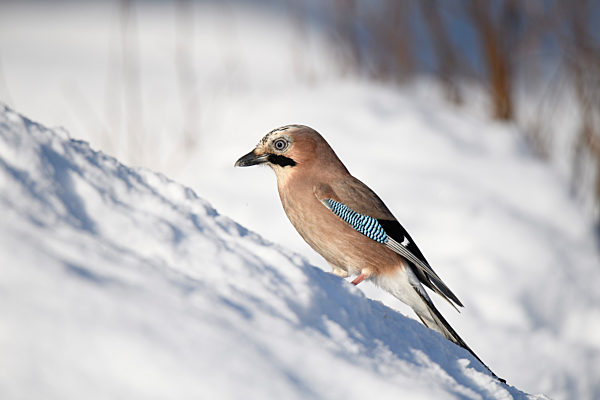 Portrait of Eurasian jay (Garrulus glandarius) standing in snow