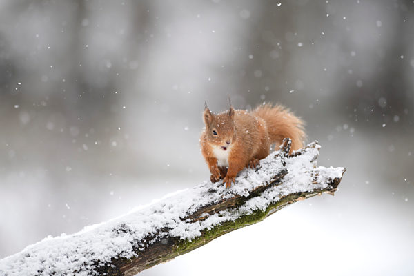 Eurasian red squirrel (Sciurus vulgaris) sitting on snow-covered branch