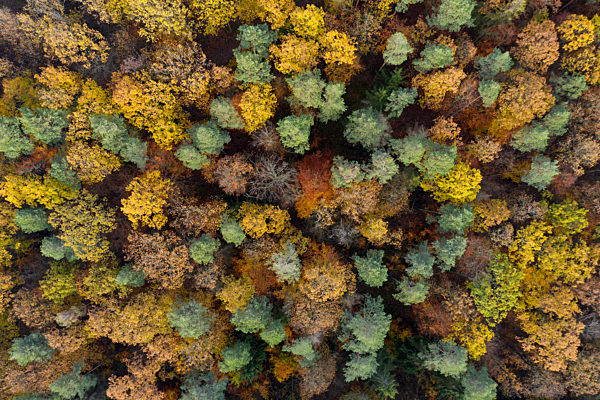 Drone view of Steigerwald forest in autumn