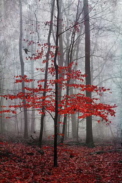 Hornbeam tree in forest during autumn in Wuppertal, Germany