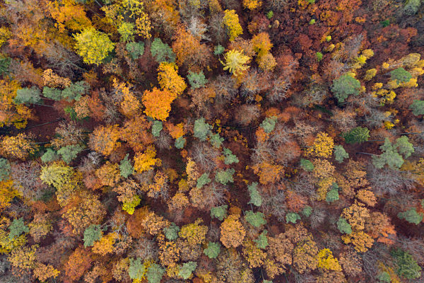 Drone view of Steigerwald forest in autumn