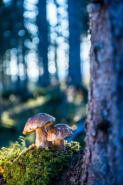 Porcini mushrooms growing in forest