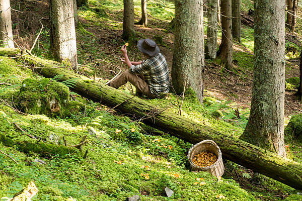 Senior mushroom picker relaxing in forest with basket full of chantarelles