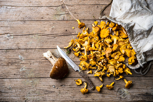Single porcini mushroom, kitchen knife and sack of chantarelles