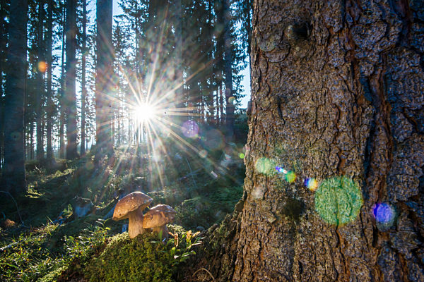 Rising sun illuminating porcini mushrooms growing in forest