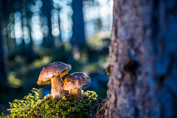 Porcini mushrooms growing in forest