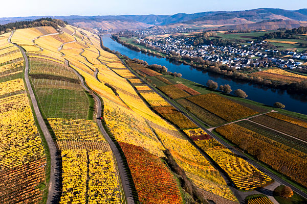 Germany, Rhineland-Palatinate, Helicopter view of Moselle river and surrounding vineyards in autumn