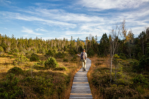 Male traveler walking on boardwalk at Murnauer Moos during sunny day, Bavaria, Germany