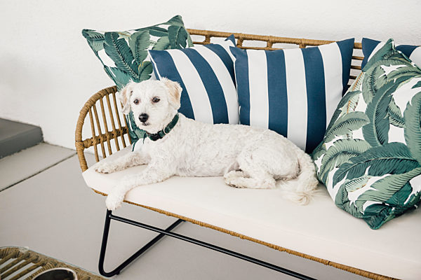 Maltipoo dog looking away while relaxing on sofa at patio