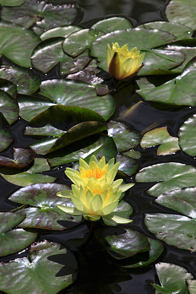 Yellow water lily lotus flowers blooming in pond