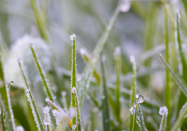 Dew on frosted blades of grass