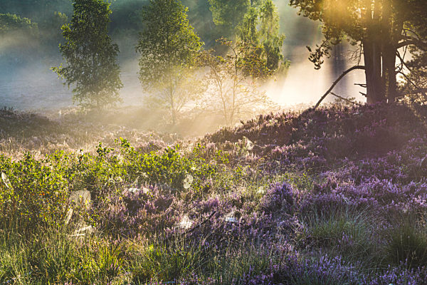 Fischbeker Heide reserve at foggy dawn