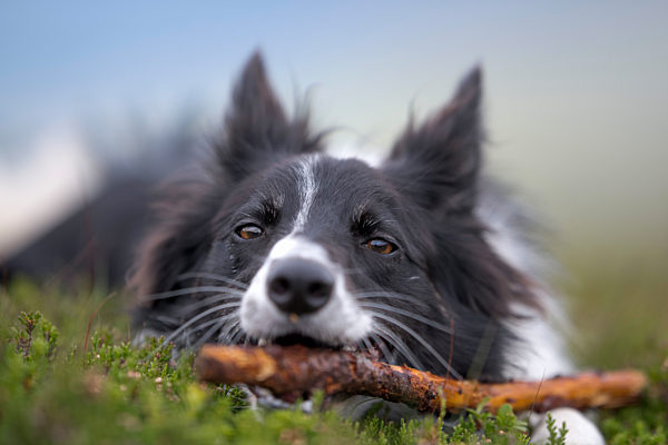 Dog holding stick while relaxing on grass