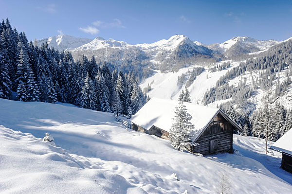 Frozen alms during winter in Salzburger Land, Austria