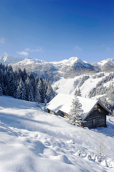 Scenic mountains and alms on snow during winter in Salzburger Land, Austria