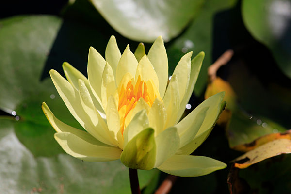Sunlight on blossoming yellow water lily